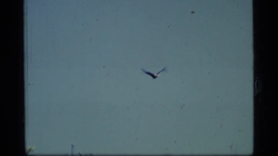 1977 8mm Glacier Bay frame showing a single dark bird silhouetted in flight against a clear blue sky.
