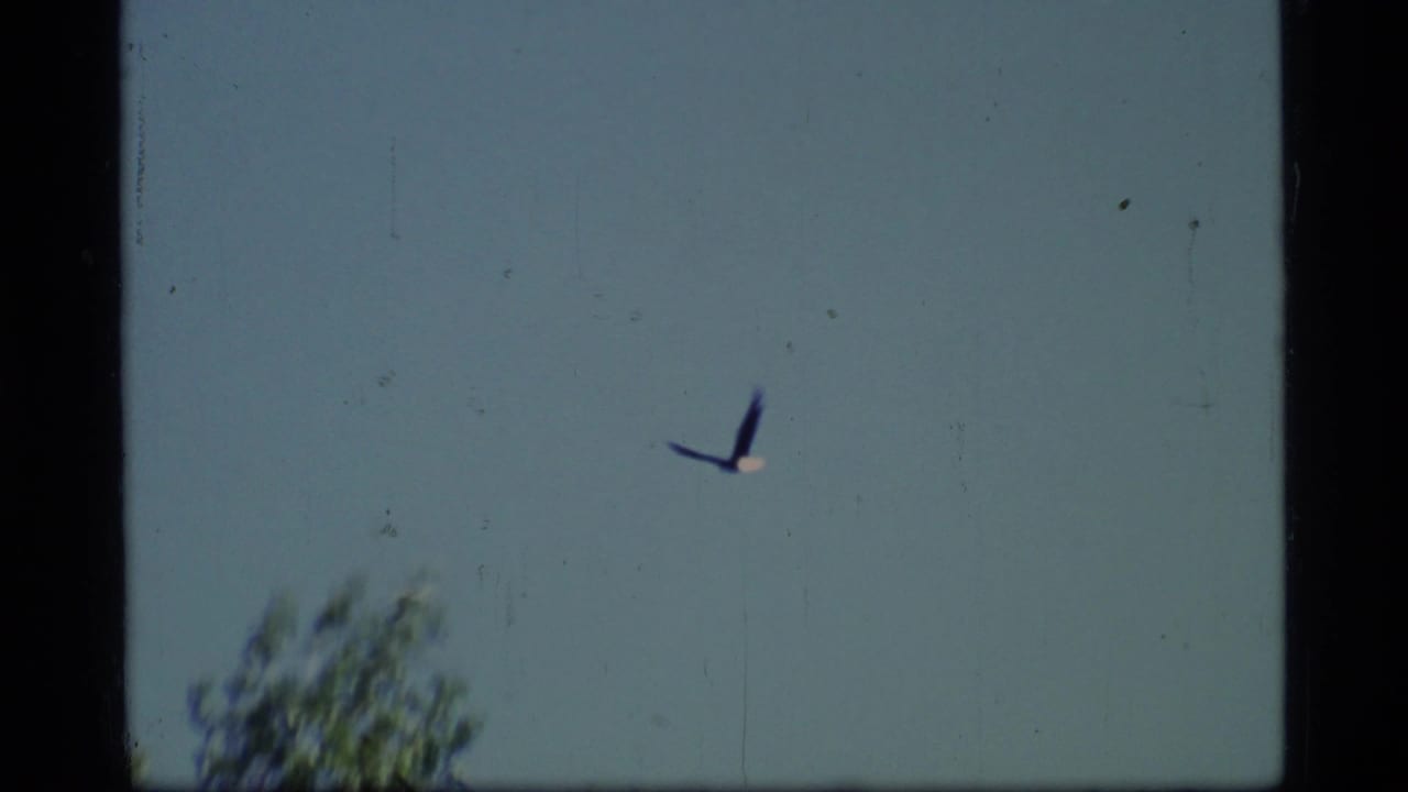 Single dark bird flying in blue sky above blurred treetops.