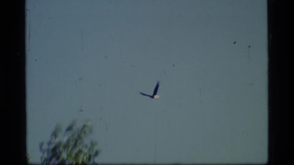 A bird flies across blue sky above soft-focus treetops in 1977 Glacier Bay home-movie footage.