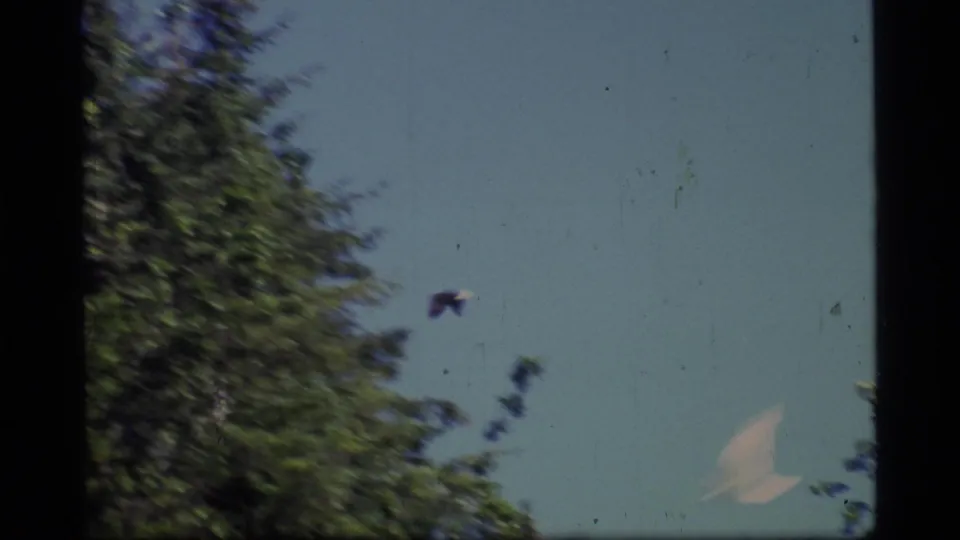 Birds pass near evergreen treetops against blue sky in Glacier Bay, Alaska, as seen on 8mm home-movie film.