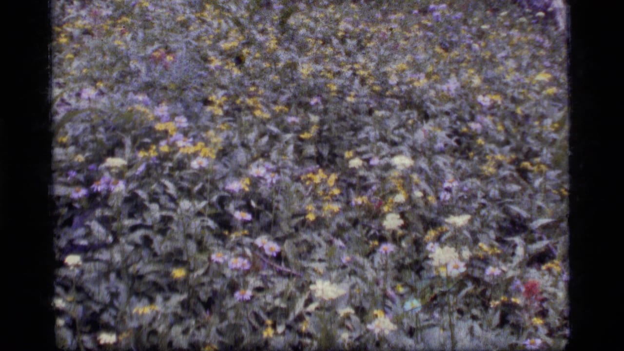 Close view of dense meadow vegetation with yellow, purple, and white wildflowers.