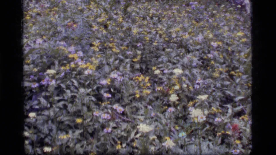 1977 Sapphire Lake, Montana 8mm frame of a wildflower meadow with dense green plants and mixed blossoms.