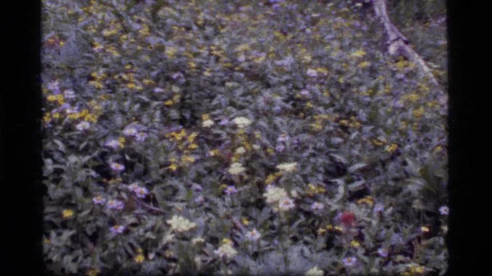1977 Sapphire Lake, Montana 8mm frame showing dense meadow growth with scattered yellow, purple, and white flowers.