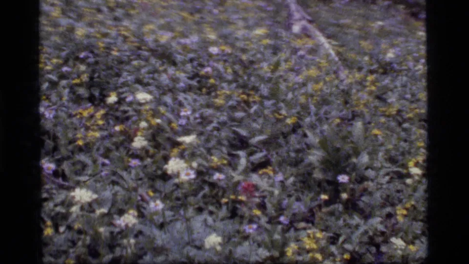 1977 Sapphire Lake, Montana 8mm frame of a flower-filled meadow, rendered with soft grain and muted color variation.