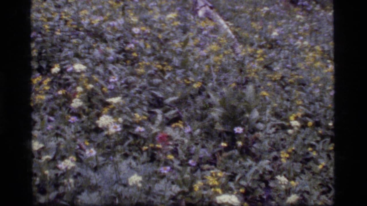 1977 8mm Montana footage appears to show a dense wildflower meadow near Sapphire Lake, with mixed blooms and soft film grain.