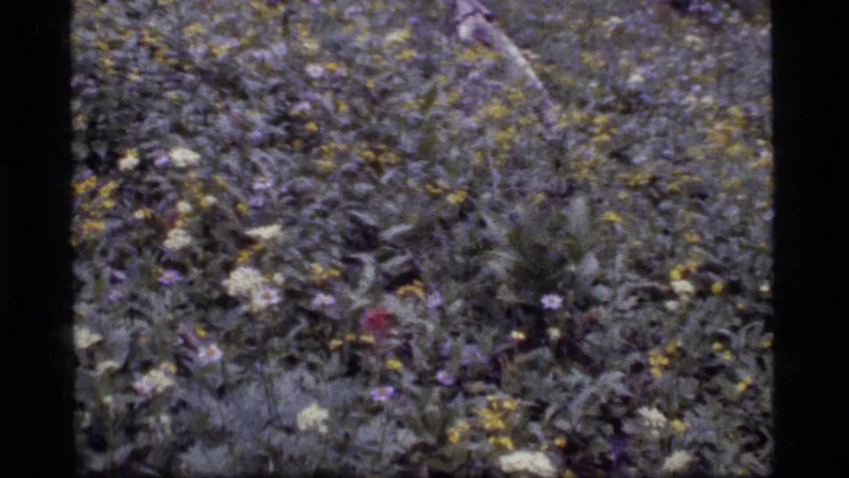 1977 8mm Montana footage appears to show a dense wildflower meadow near Sapphire Lake, with mixed blooms and soft film grain.