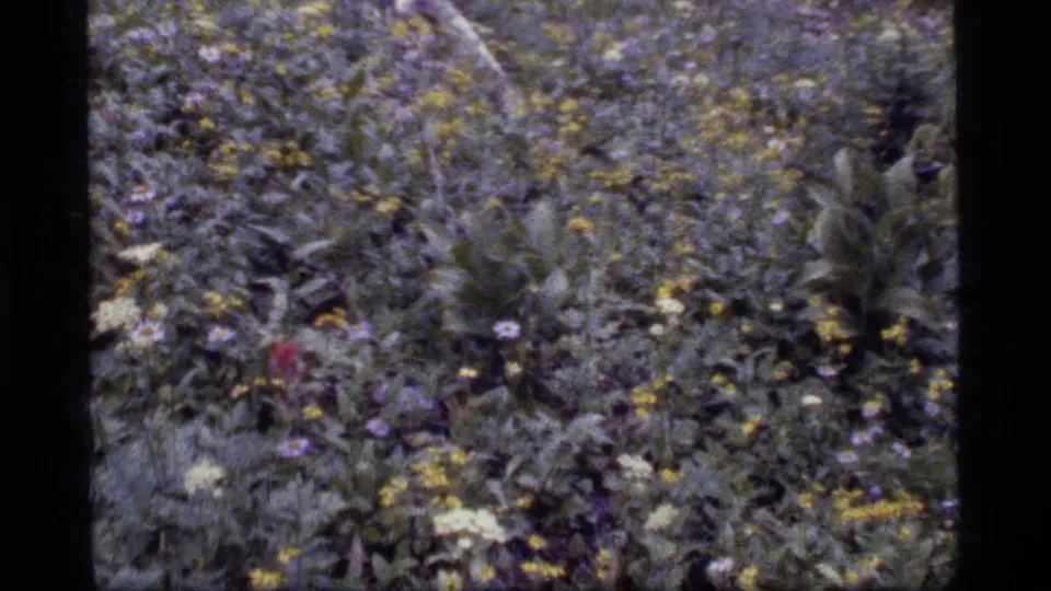 The frame shows Sapphire Lake area wildflowers and low plants in soft 8mm color, with no people or structures visible.