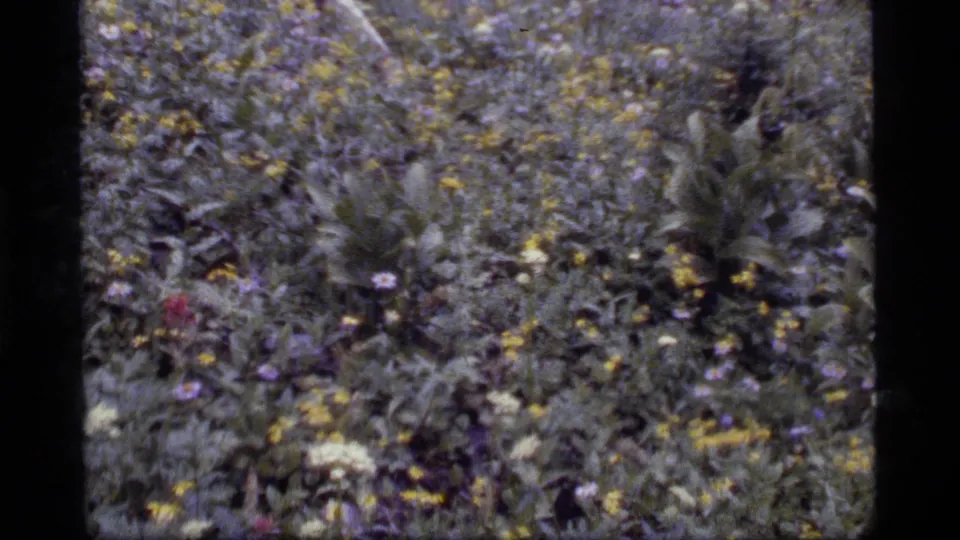 A close, handheld-looking 8mm view shows mixed wildflowers and dense meadow vegetation in the Sapphire Lake, Montana setting.