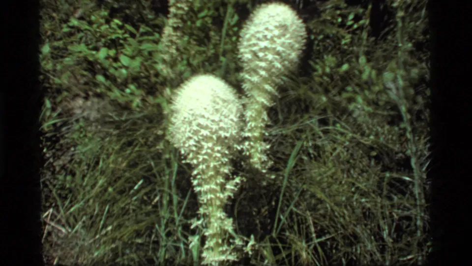 A close 8mm view shows white bear grass blooms growing in the Montana trail vegetation.