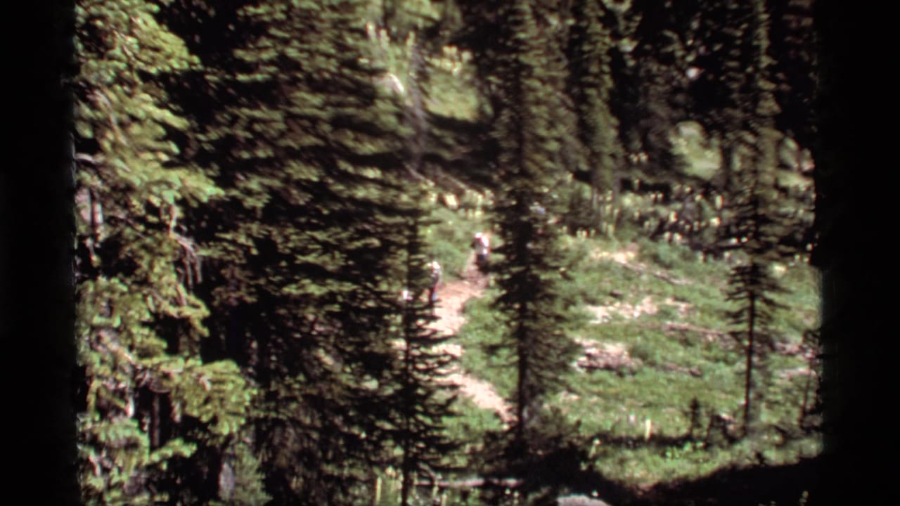 1977 8mm view of hikers with backpacks moving through dense evergreen forest near Sapphire Lake, Montana.