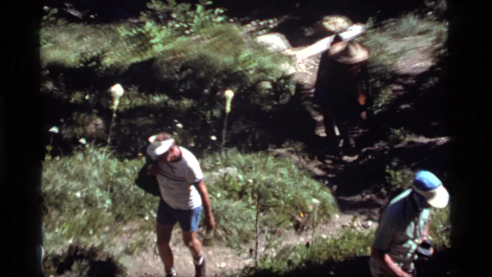 Three adult hikers appear at different points on the forest trail, with sunlight breaking through the trees.