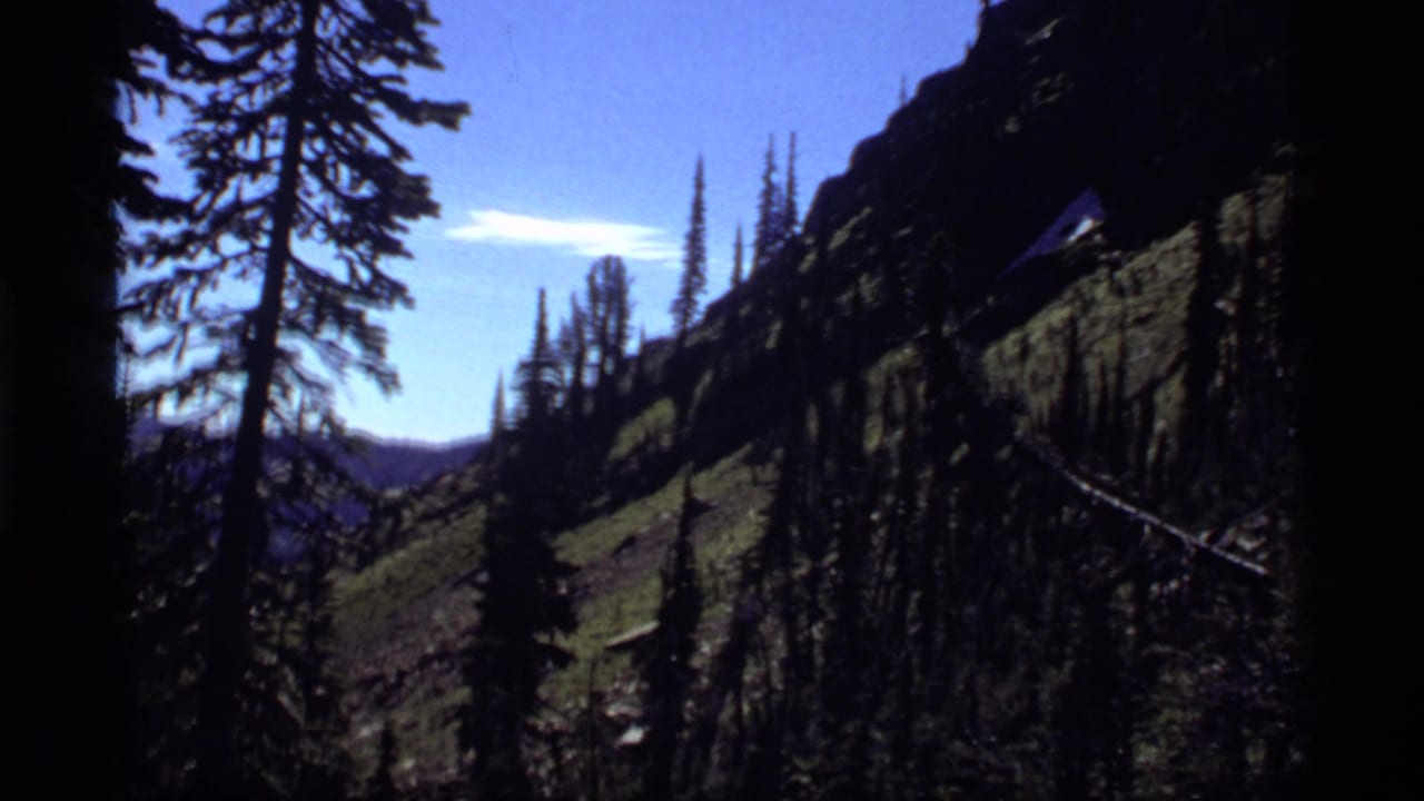 View across a Montana mountain forest, with tall pines, steep green slopes, distant ridges, and bright blue sky.
