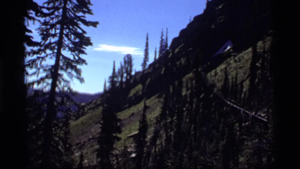 View across a Montana mountain forest, with tall pines, steep green slopes, distant ridges, and bright blue sky.