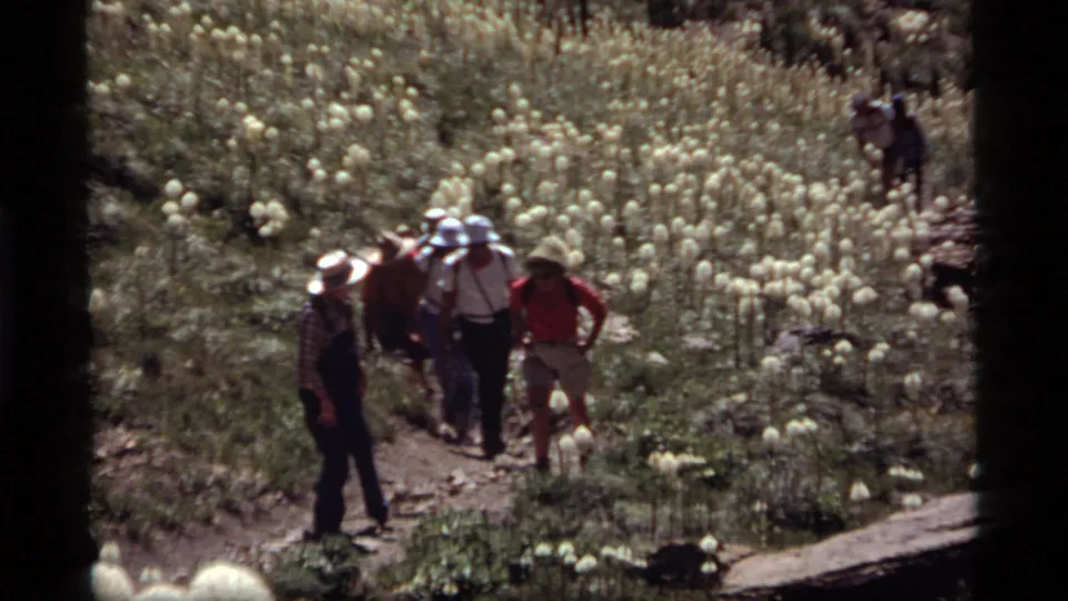 1977 Sapphire Lake footage shows hikers near a meadow densely covered with tall white flowering plants, likely beargrass.