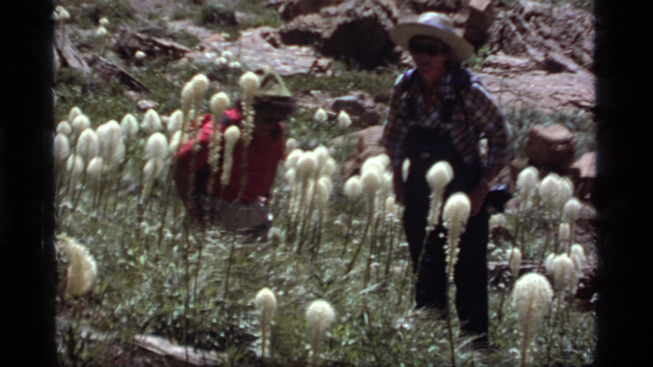 At Sapphire Lake, Montana in 1977, two adult hikers walk through tall white meadow flowers among rocks and grasses.