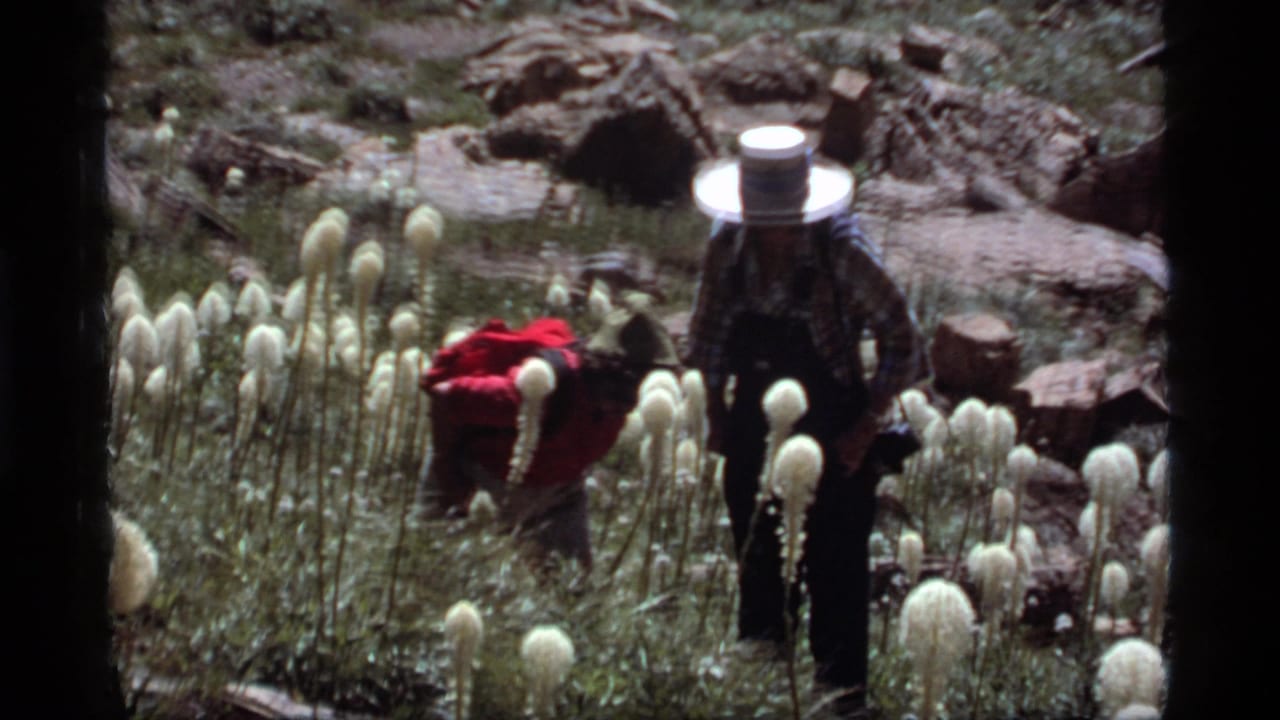 A hiker in a wide-brimmed hat stands near red clothing among tall white flowers.