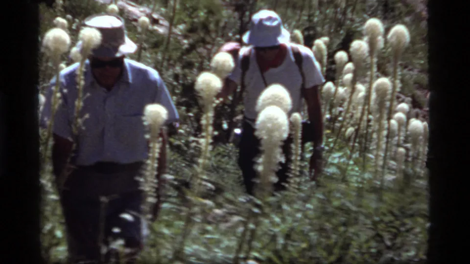 Two adult hikers wearing hats and carrying gear move through the Sapphire Lake meadow, partly obscured by tall white flowers.