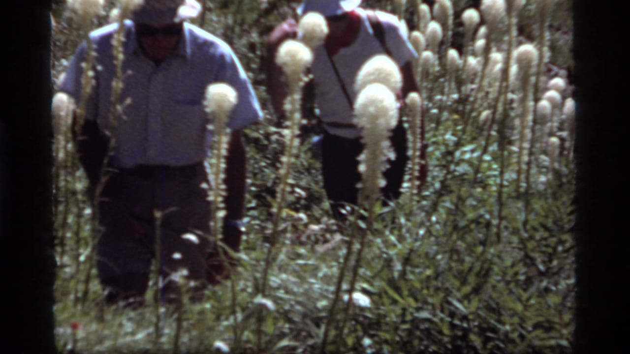 Two adult hikers move through tall white bear grass in a Montana wilderness setting, shot on handheld 8mm film in 1977.