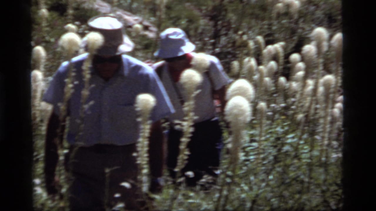 Two hikers continue through a field of white bear grass and forest plants.