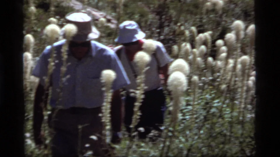 Two adult hikers in sun hats walk among white bear grass and forest under bright Montana sunlight in 1977 home-movie footage.
