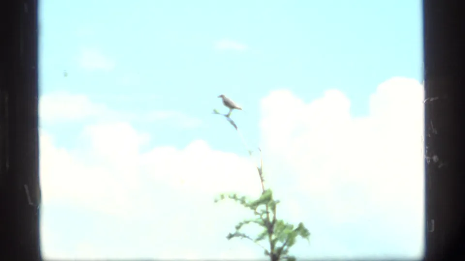 Small bird perched at the tip of a sparse tree branch against a bright sky, likely filmed during the 1977 Montana home movie.
