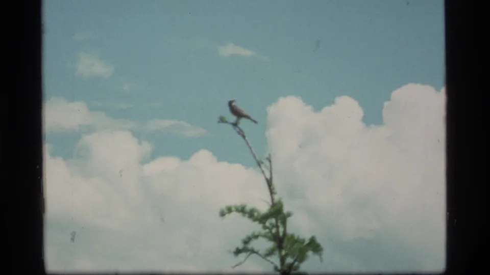 Perched bird and sparse branch seen against blue sky and cumulus clouds in the Sapphire Lake, Montana 8mm footage.