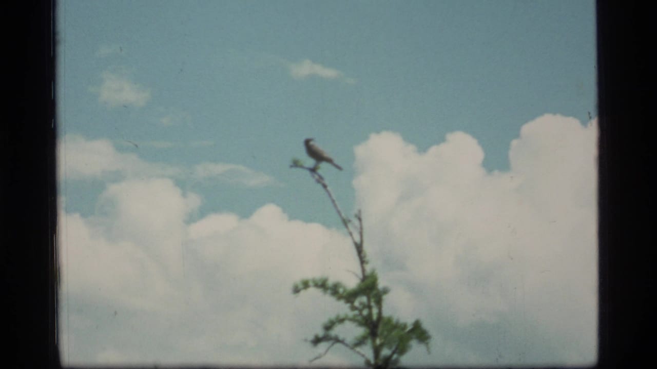 Small bird perched on a thin branch against blue sky and white clouds.