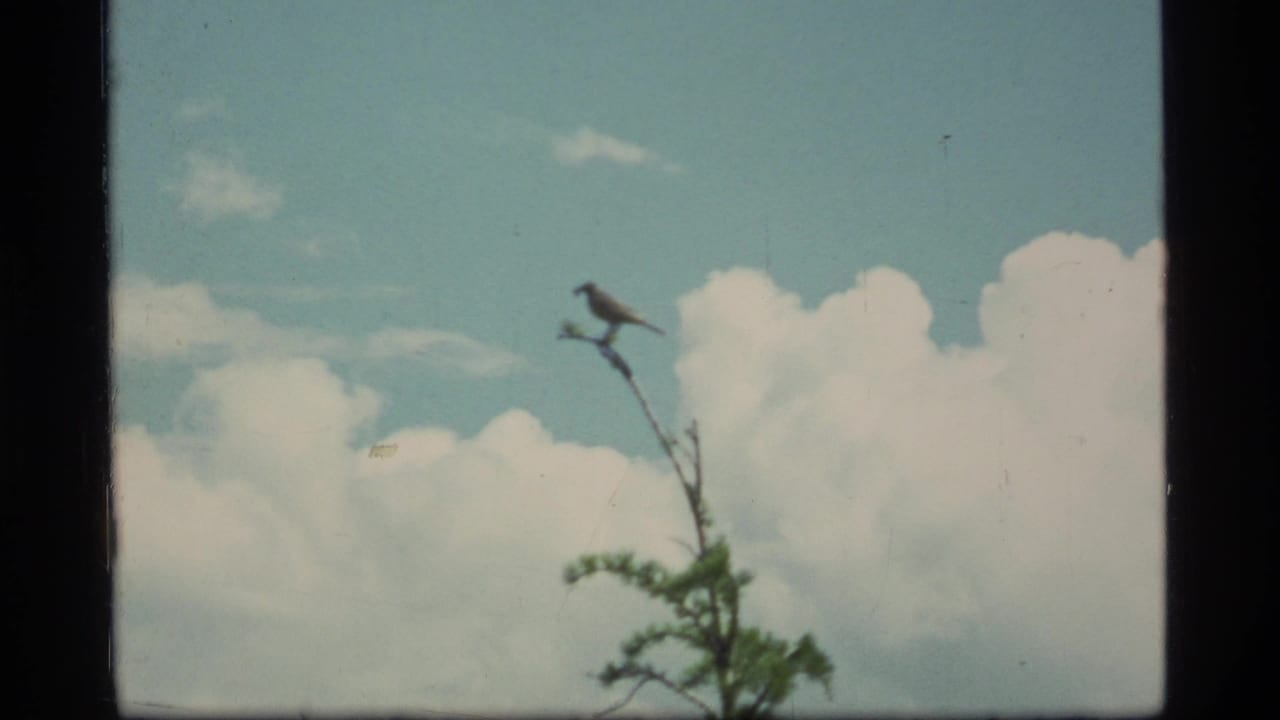 1977 Montana home-movie frame with a small perched bird, a narrow branch, and soft white clouds in the background.