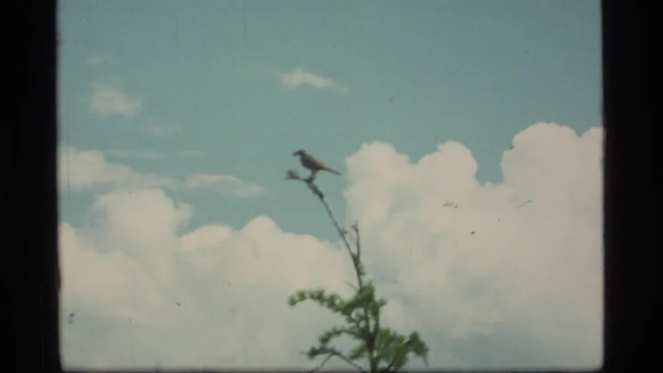 1977 Sapphire Lake, Montana 8mm frame showing the bird still perched above evergreen foliage under a bright sky.