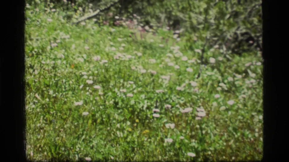 1977 Montana 8mm frame showing a bright grassy meadow with scattered white wildflowers and soft foliage beyond.