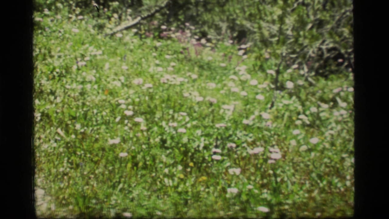1977 8mm home-movie view of a green meadow near Sapphire Lake, Montana, with pale wildflowers, brush, and pine growth.