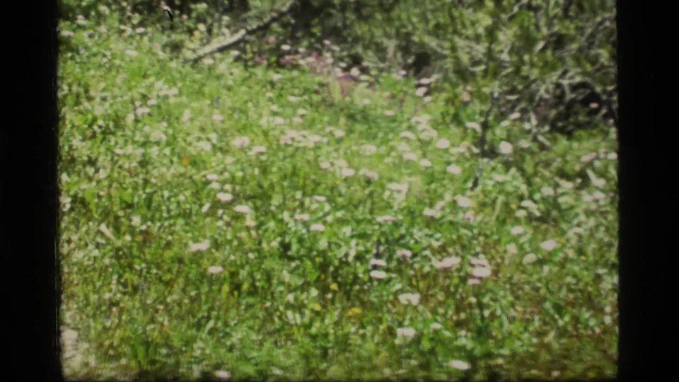 1977 8mm home-movie view of a green meadow near Sapphire Lake, Montana, with pale wildflowers, brush, and pine growth.