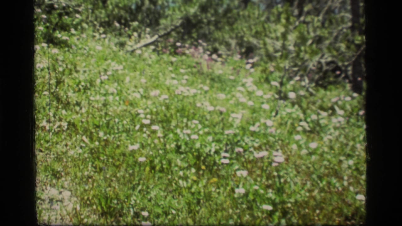 Green hillside meadow with scattered pale flowers, brush, and pine trees in bright daylight.