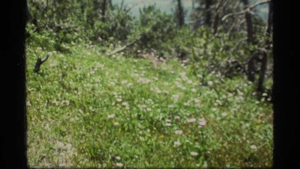 1977 8mm frame from Sapphire Lake, Montana, showing meadow flowers, brush, pine trunks, and a hazy distant slope.