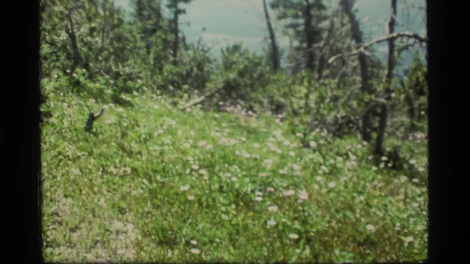 1977 Sapphire Lake, Montana home-movie frame with meadow wildflowers, brush, pine trunks, bare branches, and distant blue sky.