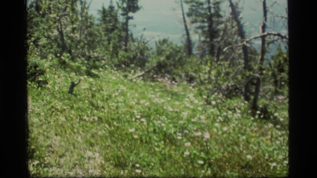 1977 8mm home-movie view of a grassy hillside at Sapphire Lake, Montana, with pine trees, dead trunks, and distant blue haze.