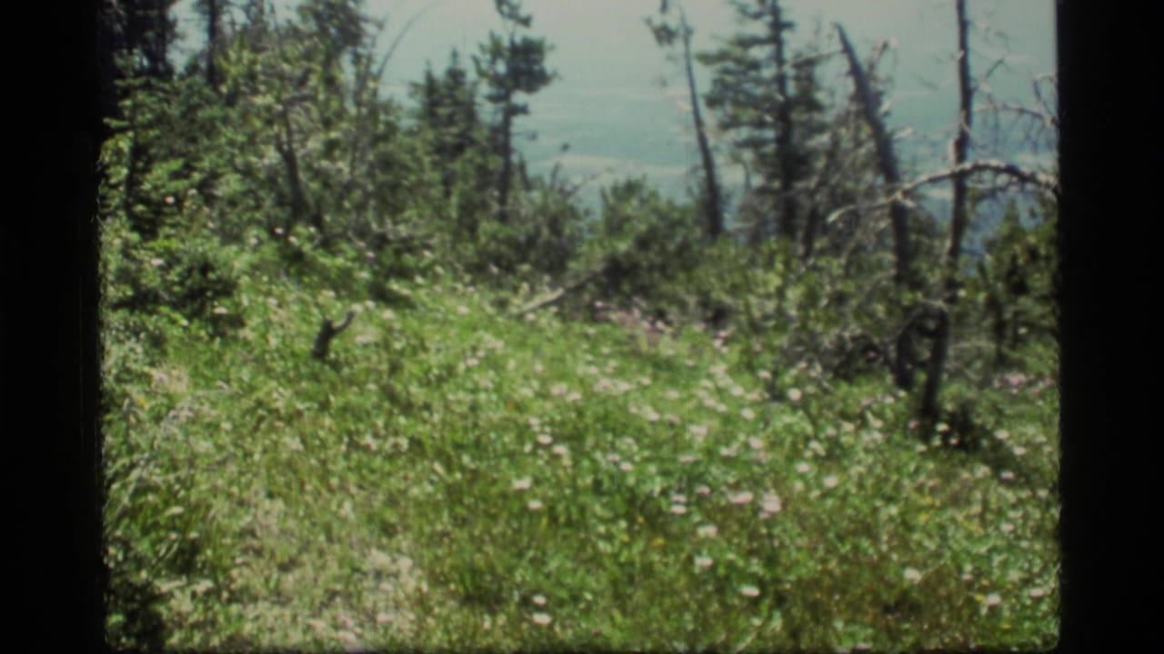 1977 8mm view from Sapphire Lake, Montana, showing windblown grass, pine trees, brush, and a hazy distant valley or water view.