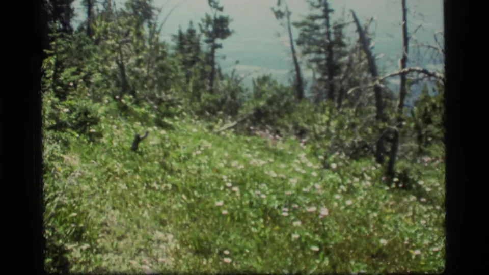 1977 8mm view from Sapphire Lake, Montana, showing windblown grass, pine trees, brush, and a hazy distant valley or water view.