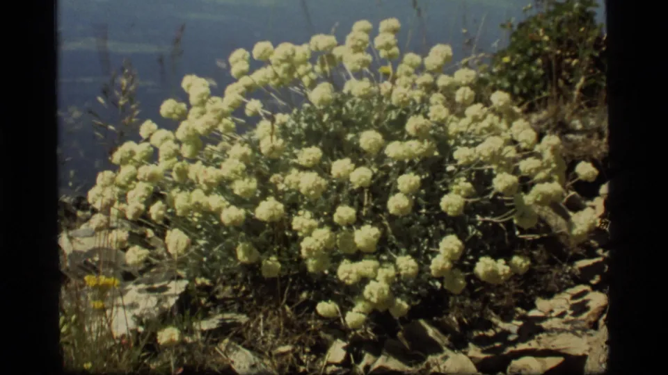 Close 1977 8mm home-movie view of white wildflower clusters on a rocky hillside at Sapphire Lake, Montana.