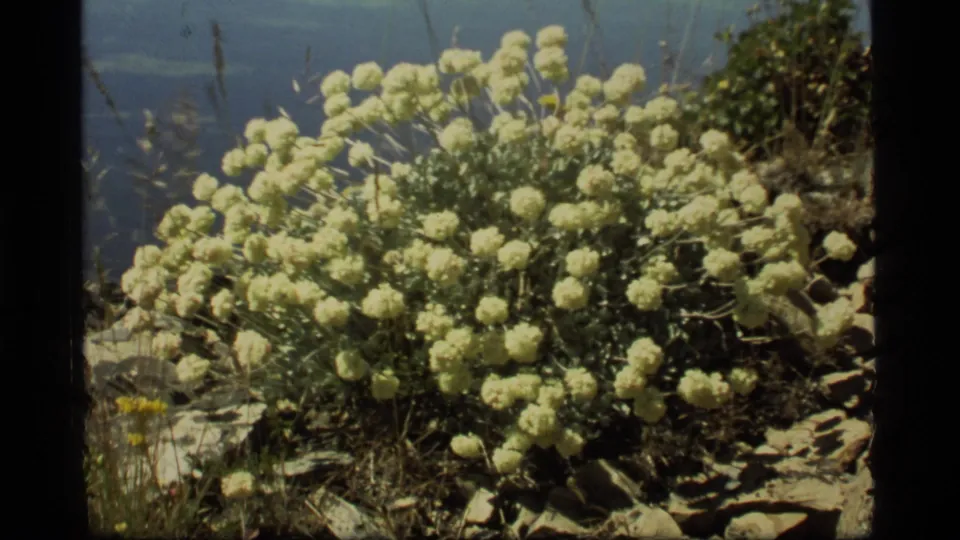 1977 8mm close view of white blooms and hillside vegetation near Sapphire Lake, Montana, with soft blue distance behind them.