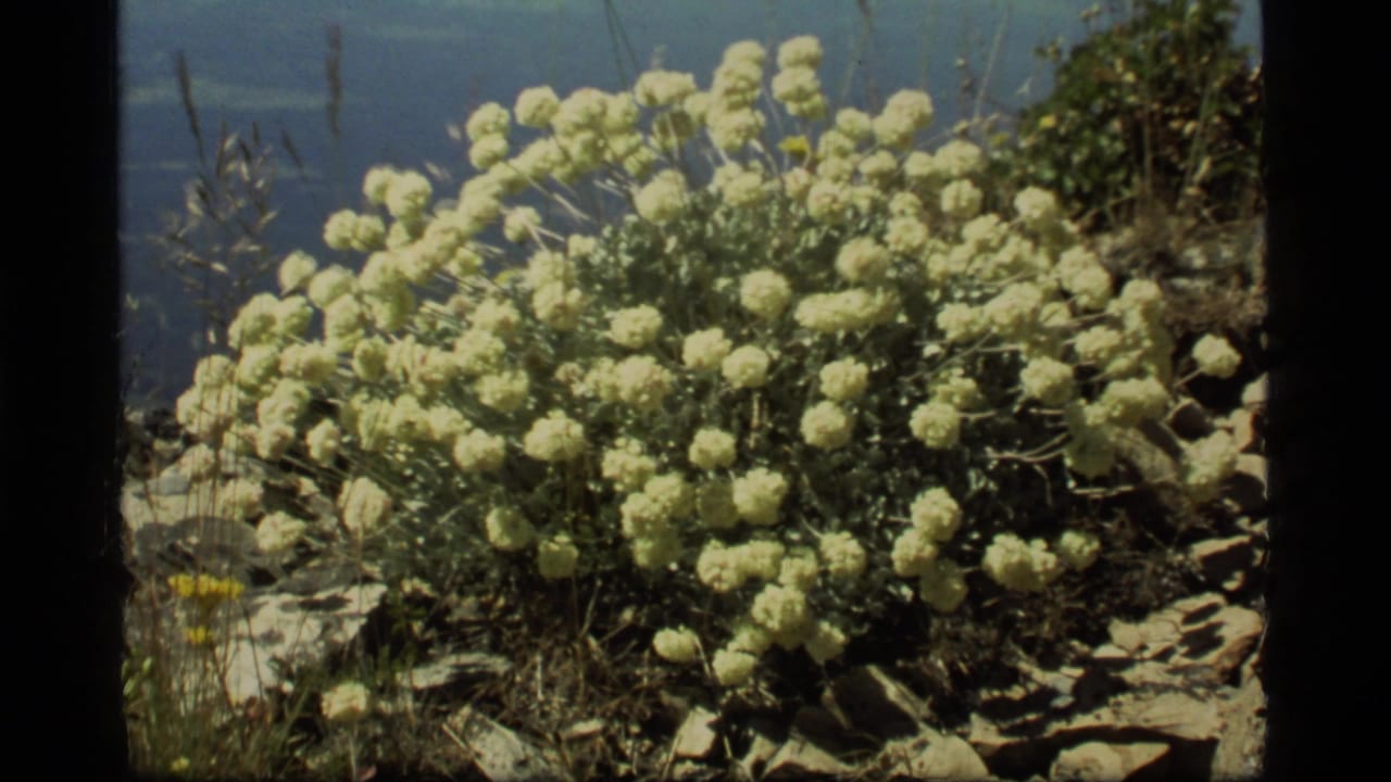 1977 8mm frame from Sapphire Lake, Montana, showing pale yellow wildflowers growing among rocks outdoors.