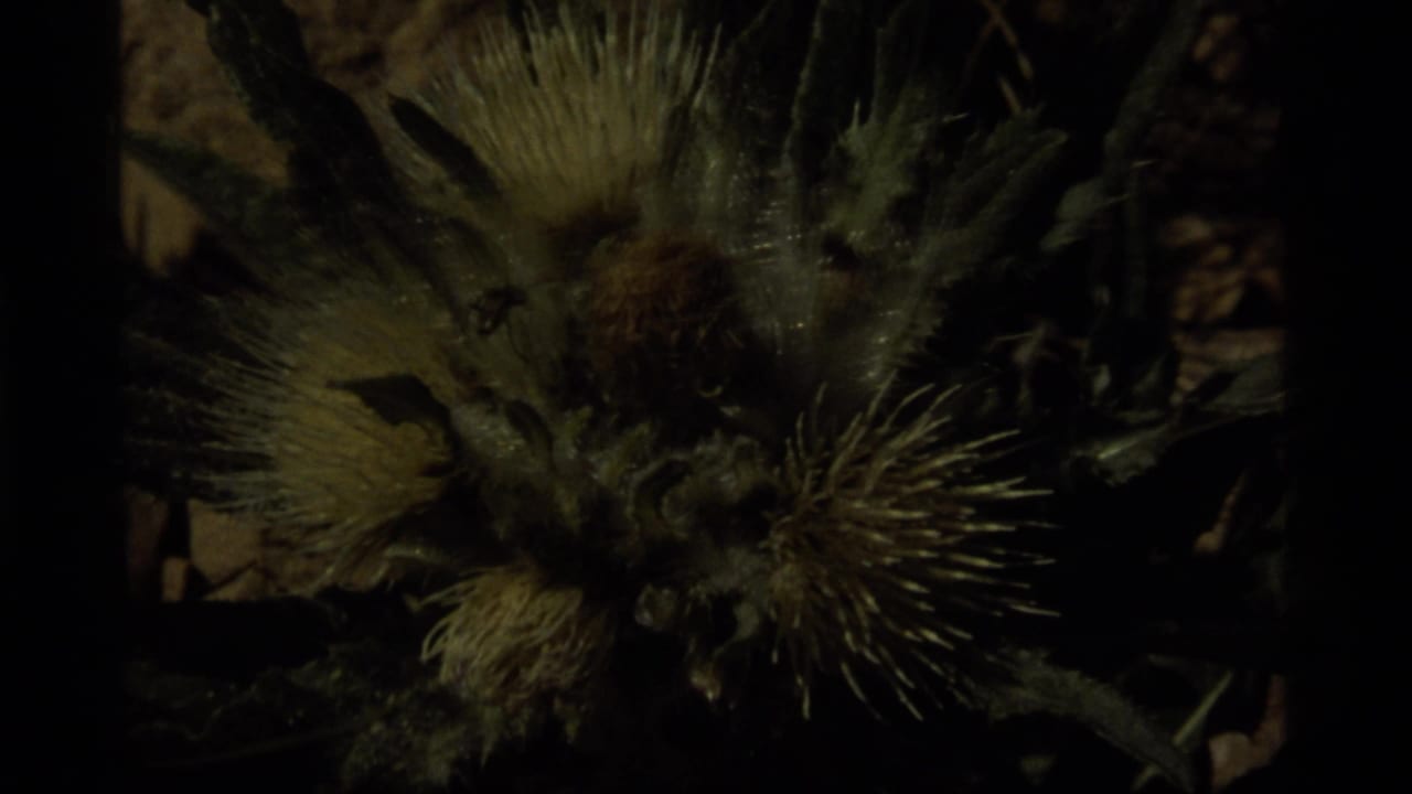 Close 8mm view of a spiky thistle-like plant at Sapphire Lake, Montana, with fuzzy heads and deep shadow.