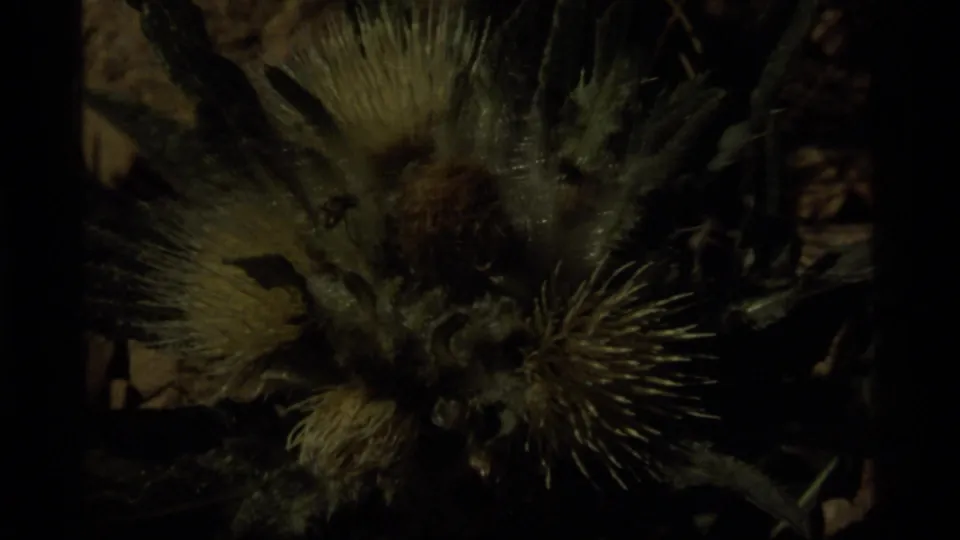 Close 8mm view of a spiky thistle-like plant at Sapphire Lake, Montana, with fuzzy heads and deep shadow.