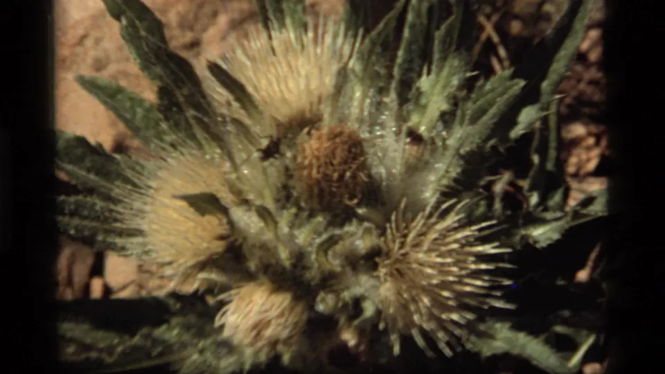 1977 Sapphire Lake close-up of a spiky thistle-like plant, with fuzzy heads, leaves, and small insects visible.