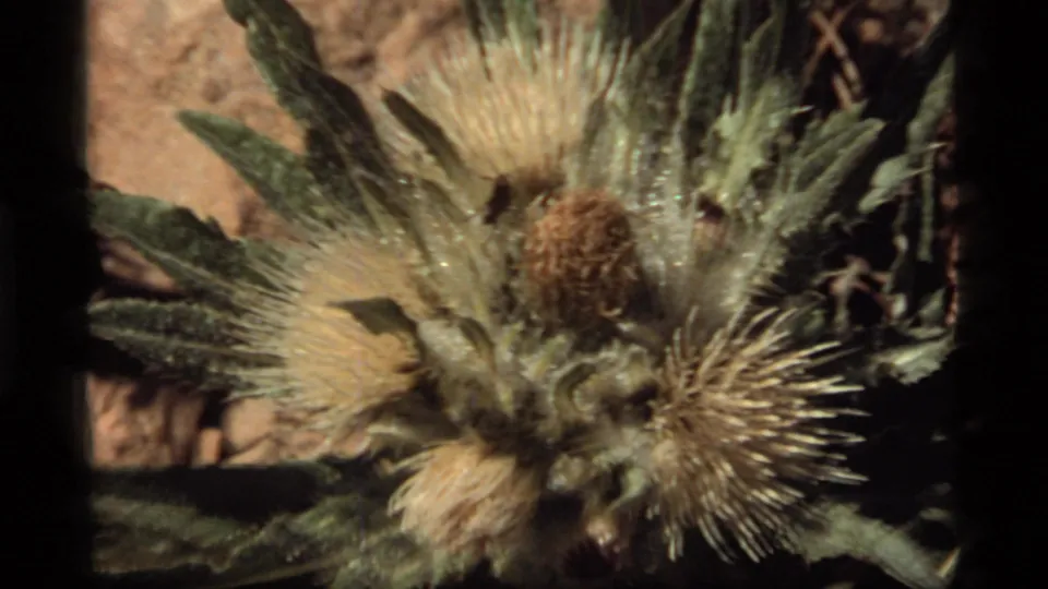 Late-1970s 8mm close-up from Sapphire Lake showing a thistle-like plant with pale bristles and fuzzy centers.