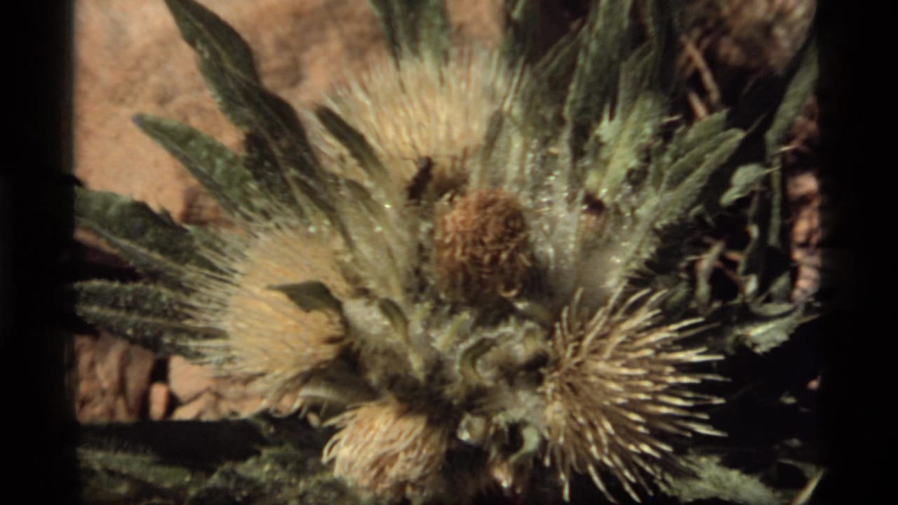 1977 Sapphire Lake, Montana 8mm close-up of a dry spiky plant head with fuzzy fibers, serrated leaves, and blurred earth behind it.