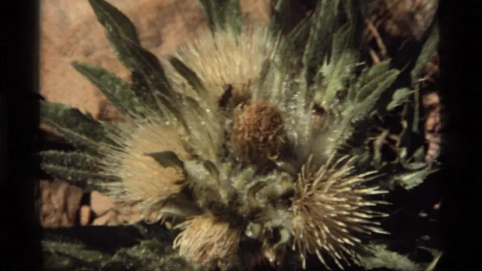 1977 Sapphire Lake, Montana 8mm close-up of a dry spiky plant head with fuzzy fibers, serrated leaves, and blurred earth behind it.