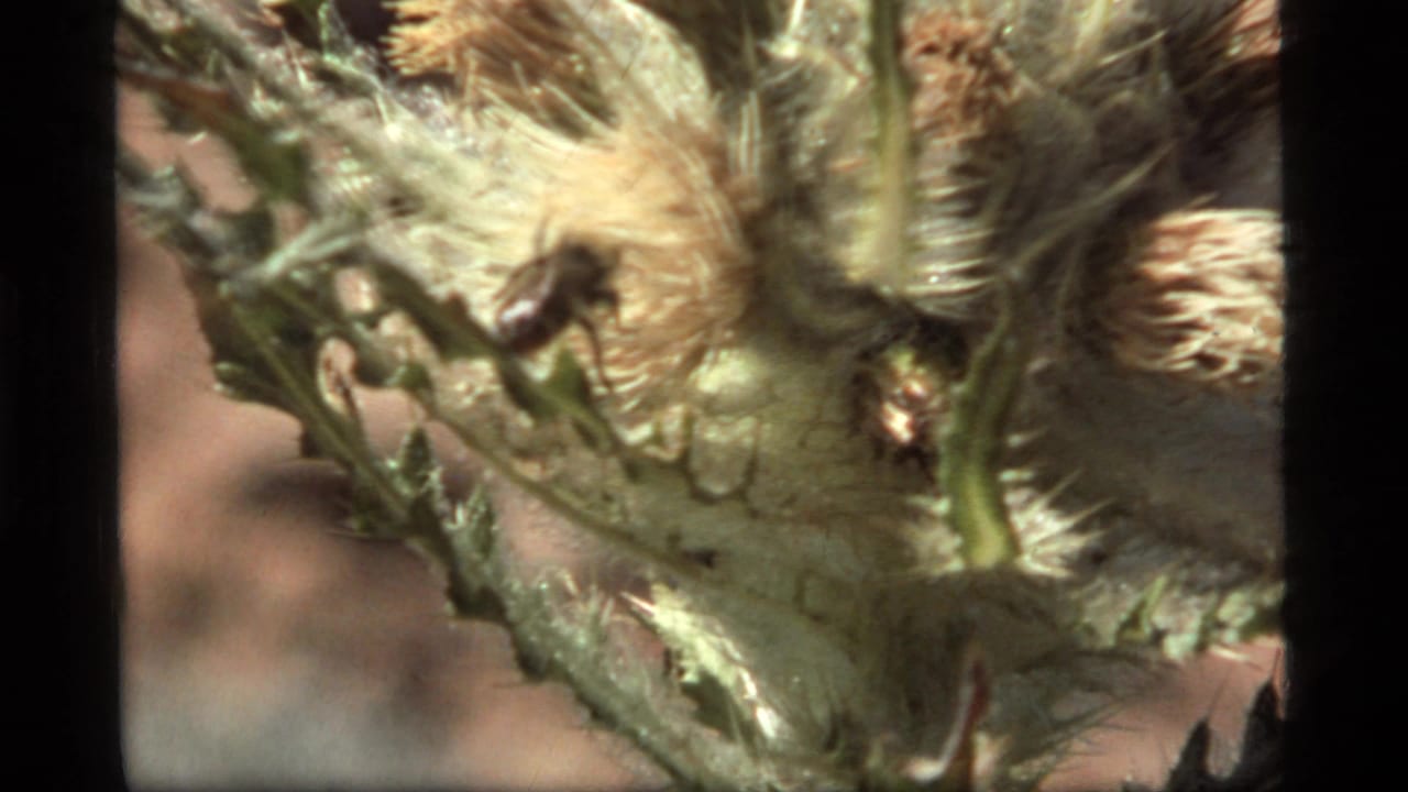 Close-up of serrated plant leaves and pale fuzzy flower heads in dry surroundings.