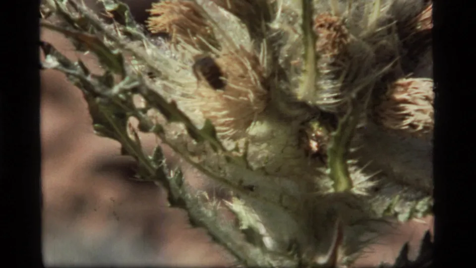 1977 Sapphire Lake, Montana close-up of a spiky plant where a small dark insect appears on the leaf and flower-head cluster.