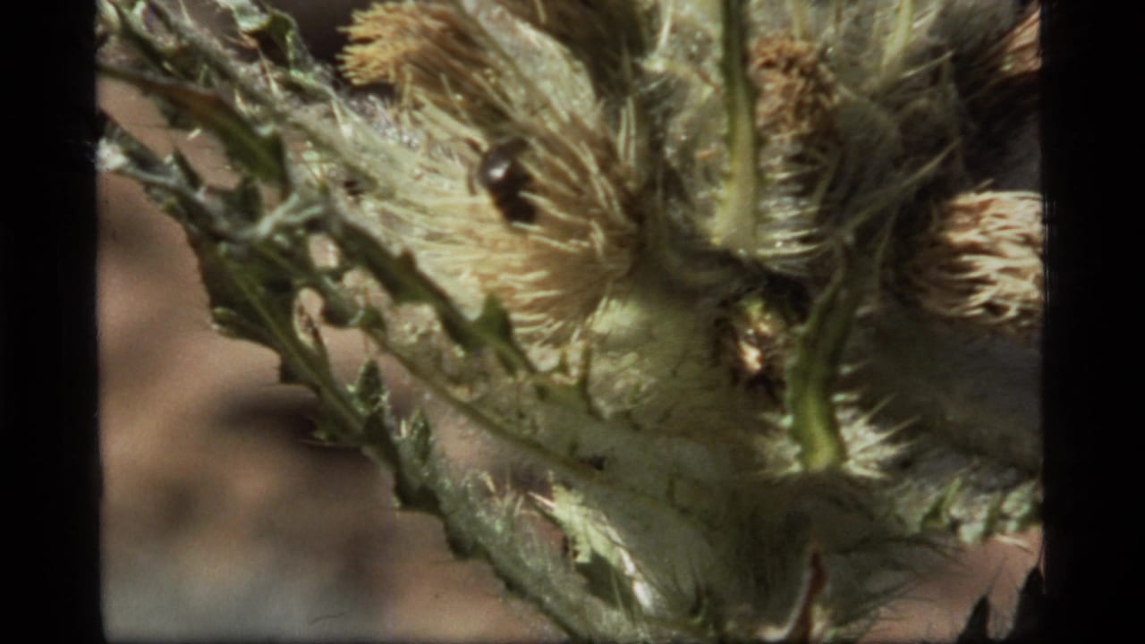1977 8mm Montana close-up of a thistle-like desert plant with a small dark insect on the fuzzy bloom area.